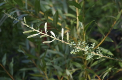 Salix variegata