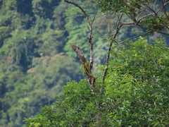 Phlegmariurus carinatus