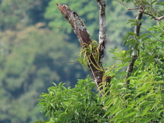 Phlegmariurus carinatus