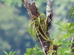 Phlegmariurus carinatus