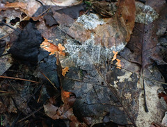 Hypomyces armeniacus