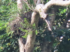 Dendrobium catenatum
