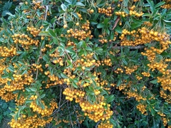 Pyracantha