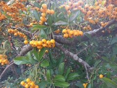 Pyracantha