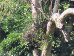 Dendrobium catenatum