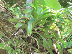 Cleisostoma paniculatum