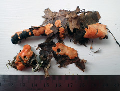 Hypomyces armeniacus