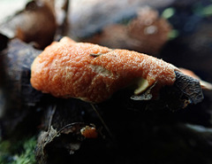 Hypomyces armeniacus