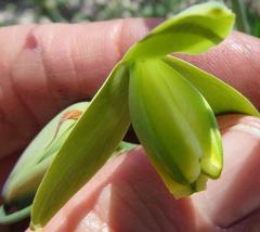 Albuca spiralis