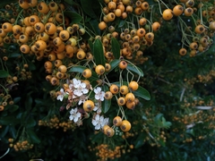 Pyracantha