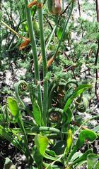 Albuca spiralis