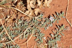 Bergia henshallii