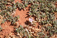 Bergia henshallii