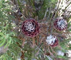 Leucadendron galpinii