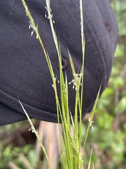 Andropogon floridanus
