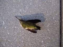 Archilochus colubris