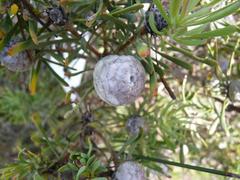 Leucadendron galpinii