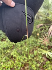 Andropogon floridanus