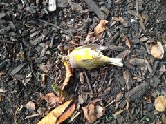 Leiothlypis ruficapilla