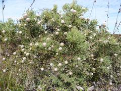 Leucadendron galpinii
