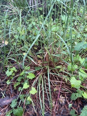 Andropogon floridanus