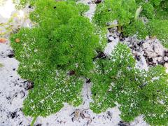Annesorhiza macrocarpa
