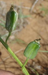 Dipcadi marlothii