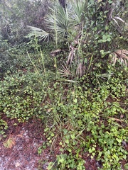 Andropogon floridanus