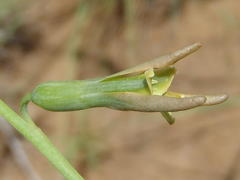 Dipcadi marlothii