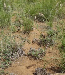 Dipcadi marlothii