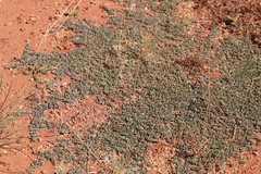 Bergia henshallii