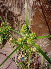 Cyperus eragrostis