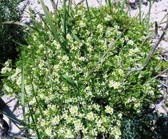 Diosma aspalathoides