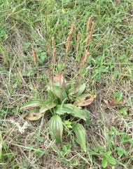 Plantago urvillei