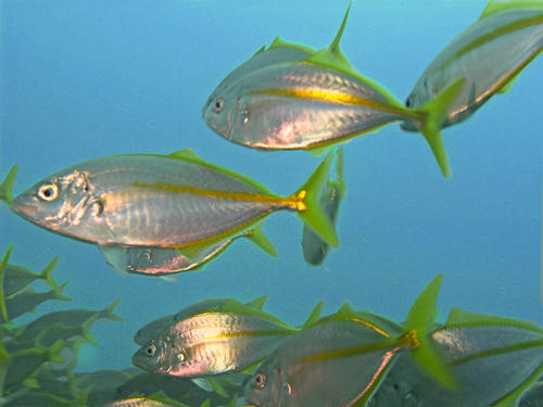 Silver Trevally
