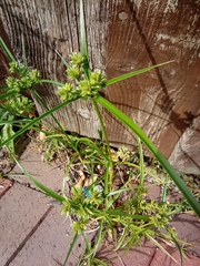 Cyperus eragrostis