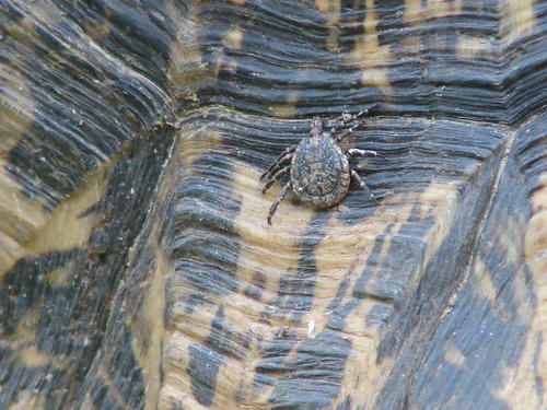 Tortoise Bont Tick