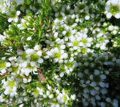 Diosma aspalathoides