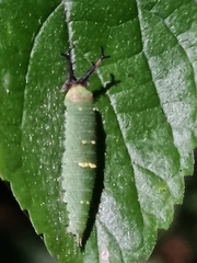 Hestina assimilis