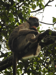 Piliocolobus tephrosceles