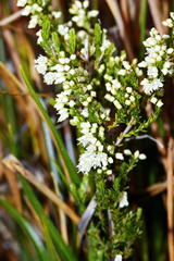 Erica leucanthera