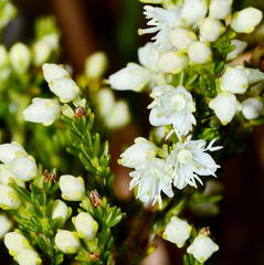 Erica leucanthera