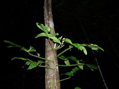 Philodendron squamiferum