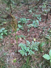 Sceptridium rugulosum