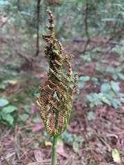 Sceptridium rugulosum