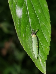 Hestina assimilis