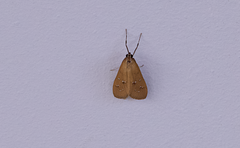 Diastictis
