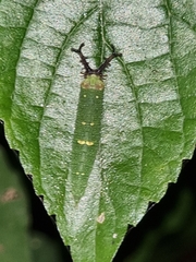 Hestina assimilis