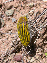 Julodis andreae scovitzi