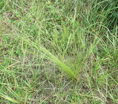 Stipa tirsa
